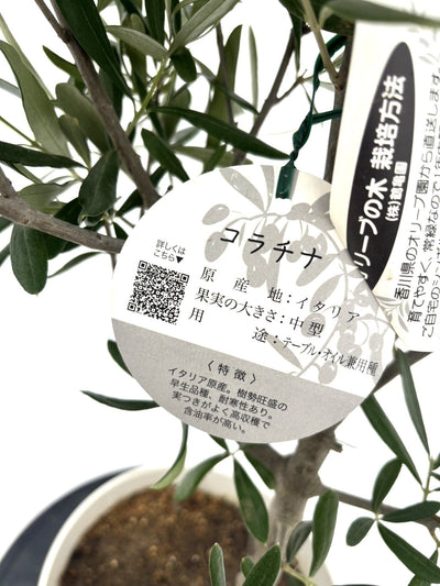 【法人限定】コラチナ（オリーブの木）｜XL｜NO.1839｜約180cm｜人気・直立型 株式会社鶴亀園