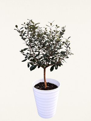 オリーブの木専門店 鶴亀園｜シンボルツリー・ギフトに人気｜香川から