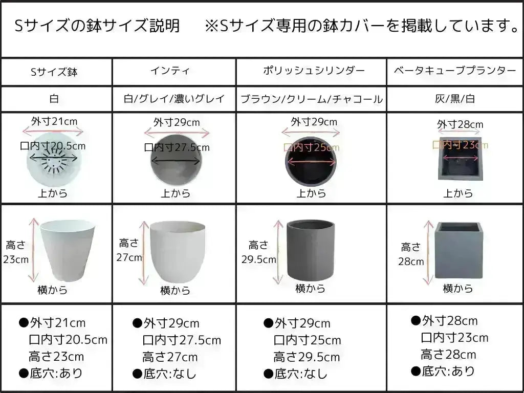 シプレシーノ　Sサイズ　約cm　NO.10350　オリーブの木 株式会社鶴亀園