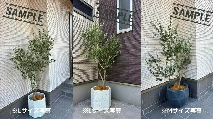 NEWホジブランコ（オリーブの木）｜Mサイズ｜No.10674｜約150cm｜人気