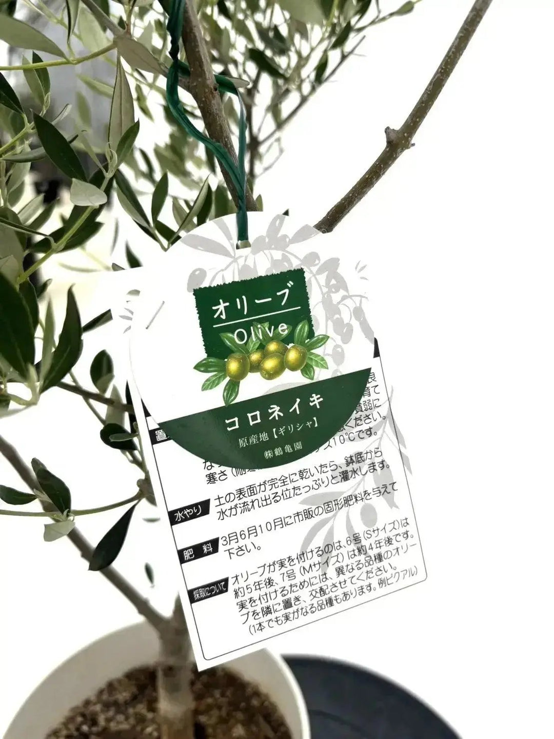 オイル用・小実】コロネイキ（オリーブの木）〈開帳型〉｜200cm