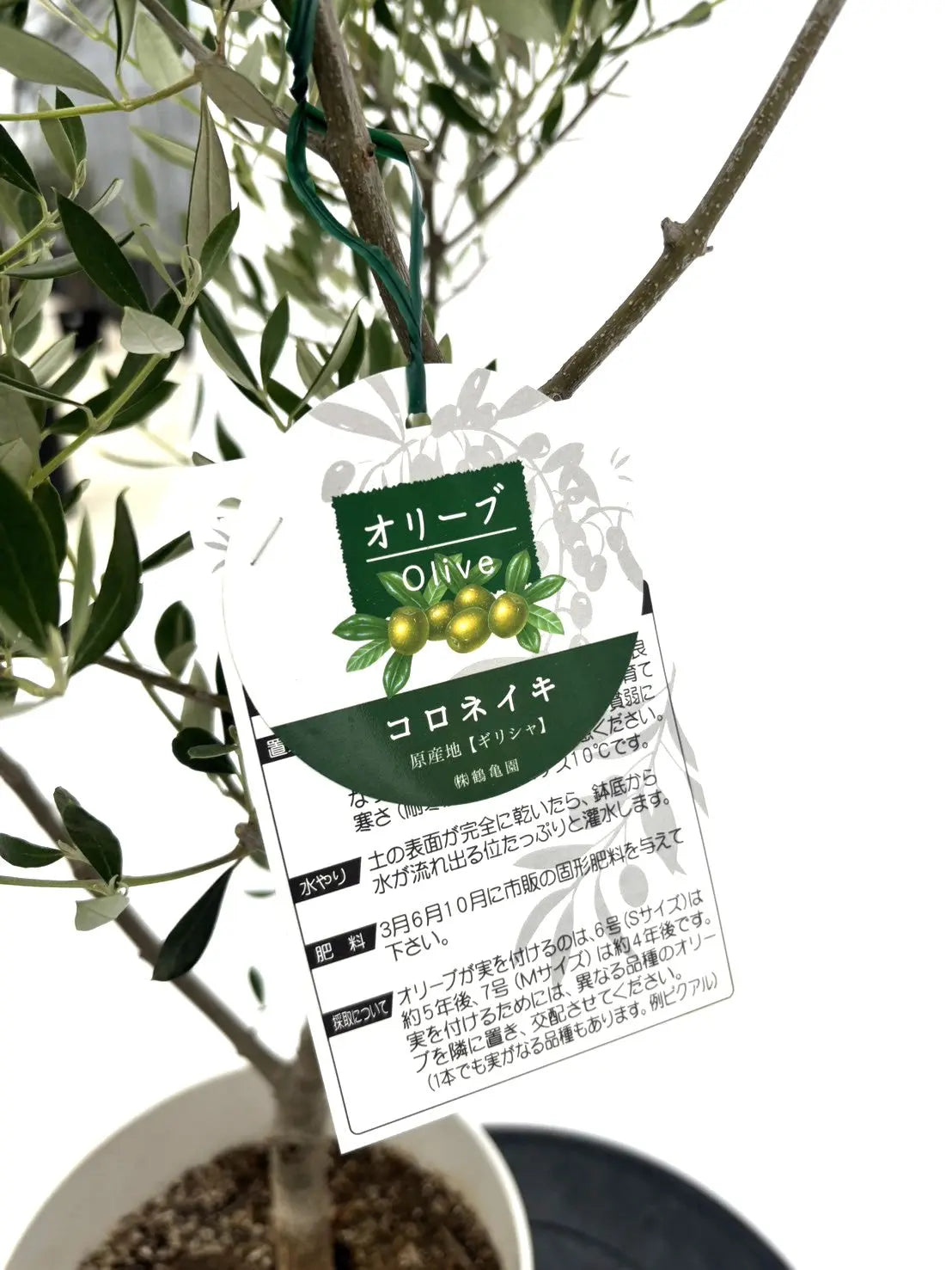 【オイル用・小実】コロネイキ（オリーブの木）〈開帳型〉｜200cm｜Lサイズ｜K-175 株式会社鶴亀園