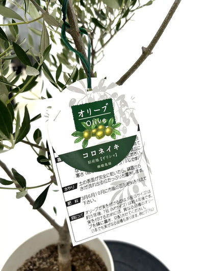 【オイル用・小実】コロネイキ（オリーブの木）〈開帳型〉｜200cm｜Lサイズ｜K-175 株式会社鶴亀園