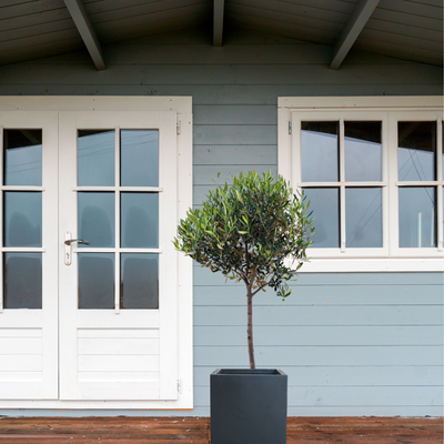 ひなかぜ（オリーブの木）｜Lサイズ｜約150〜180cm｜スタンド／玉造り仕立て