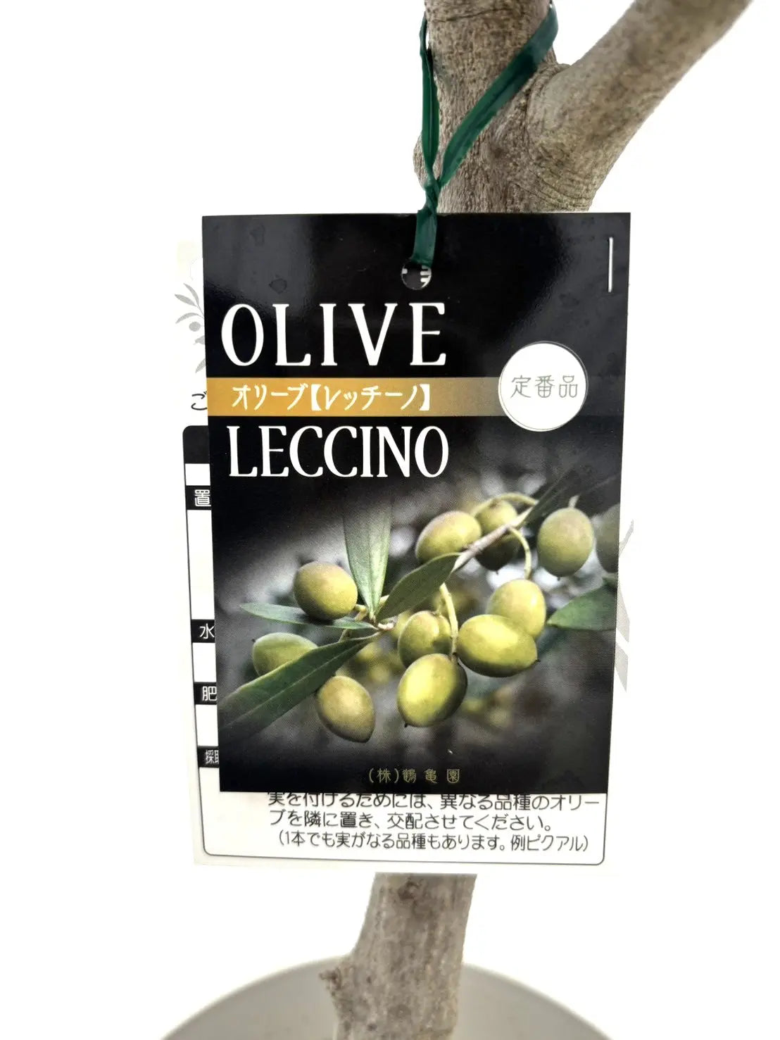 オリーブの木　レッチーノ オリーブの木 品種:レッチーノ 7号(21cm) (ガーデニング用