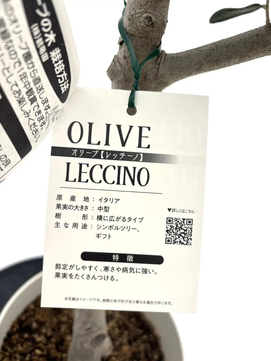 オリーブの木　レッチーノ　7号　約120cm　NO.566　人気品種　一点物 NEWレッチーノ（オリーブの木）｜Mサイズ｜NO.10867｜約125cm｜人気