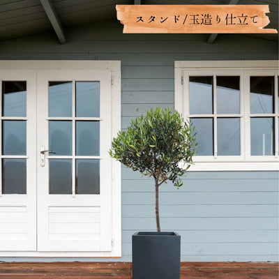 ひなかぜ（オリーブの木）M・Lサイズ｜約120〜180cm｜スタンド／玉造り仕立て