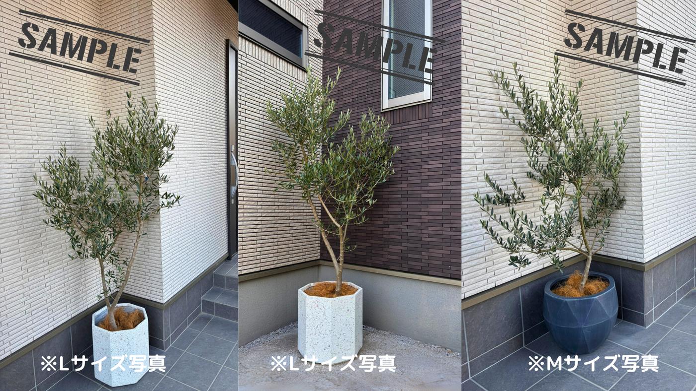 NEWネバディロブランコ（オリーブの木）｜Sサイズ｜NO.10734｜約120cm｜人気・初心者向き・開帳型