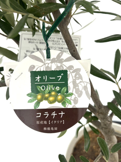 【法人限定】コラチナ（オリーブの木）｜XL｜NO.1839｜約180cm｜人気・直立型 株式会社鶴亀園