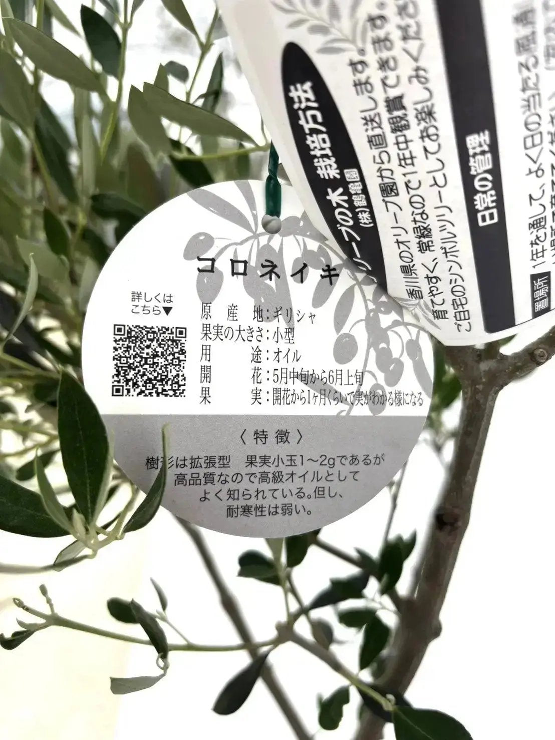 NEWコロネイキ（オリーブの木）｜XLサイズ｜NO.2061｜約200cm｜オイル