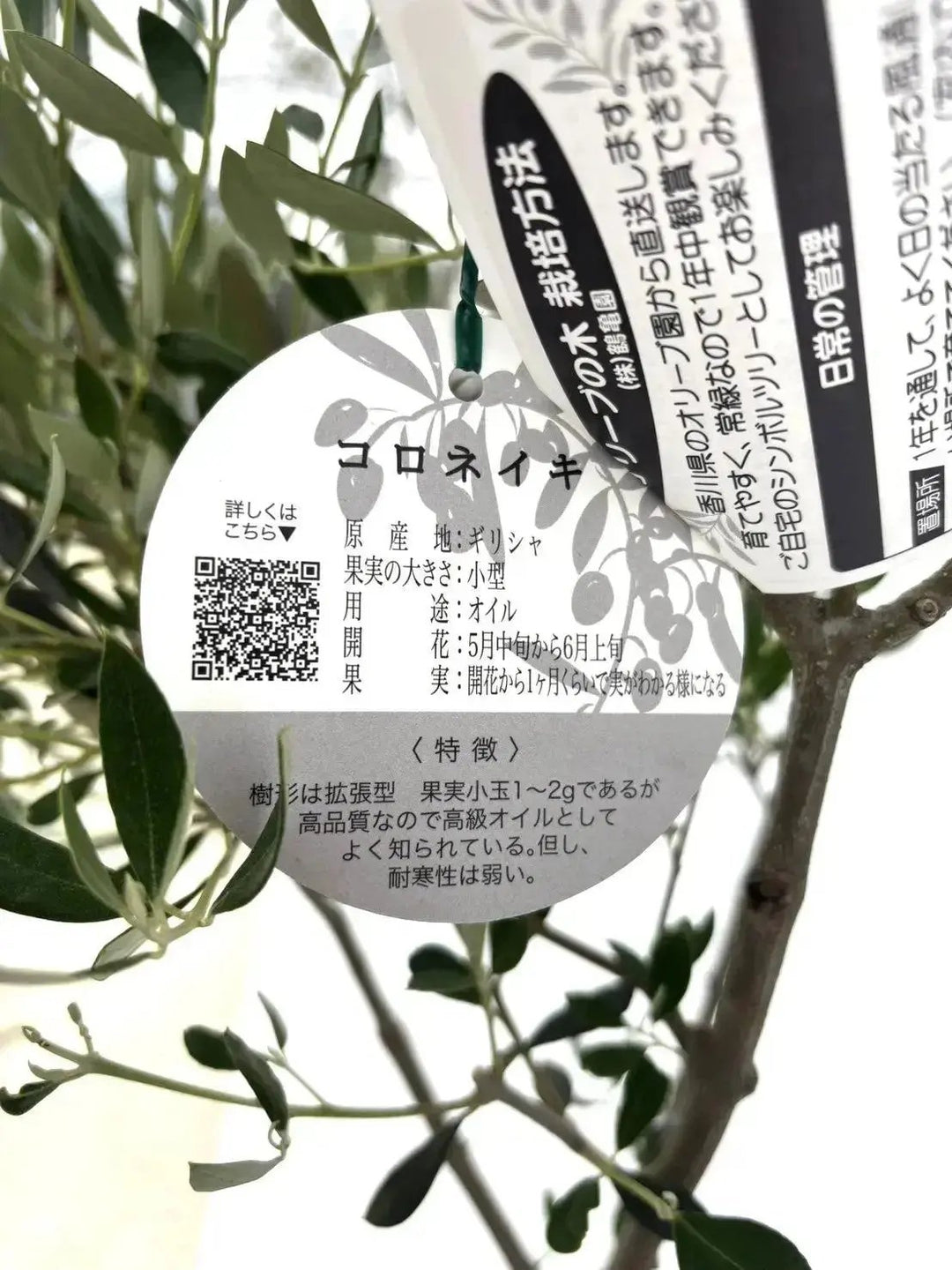 NEWコロネイキ（オリーブの木）｜Lサイズ｜NO.10681｜170cm｜オイル用