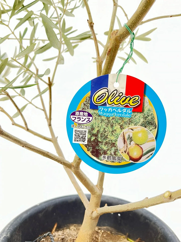 オリーブの木　ワッガベルダル　6号　60cm　NO.167　希少品種　観葉植物 希少】ワッガベルダル（オリーブの木）〈室内向き〉｜約60cm｜XS