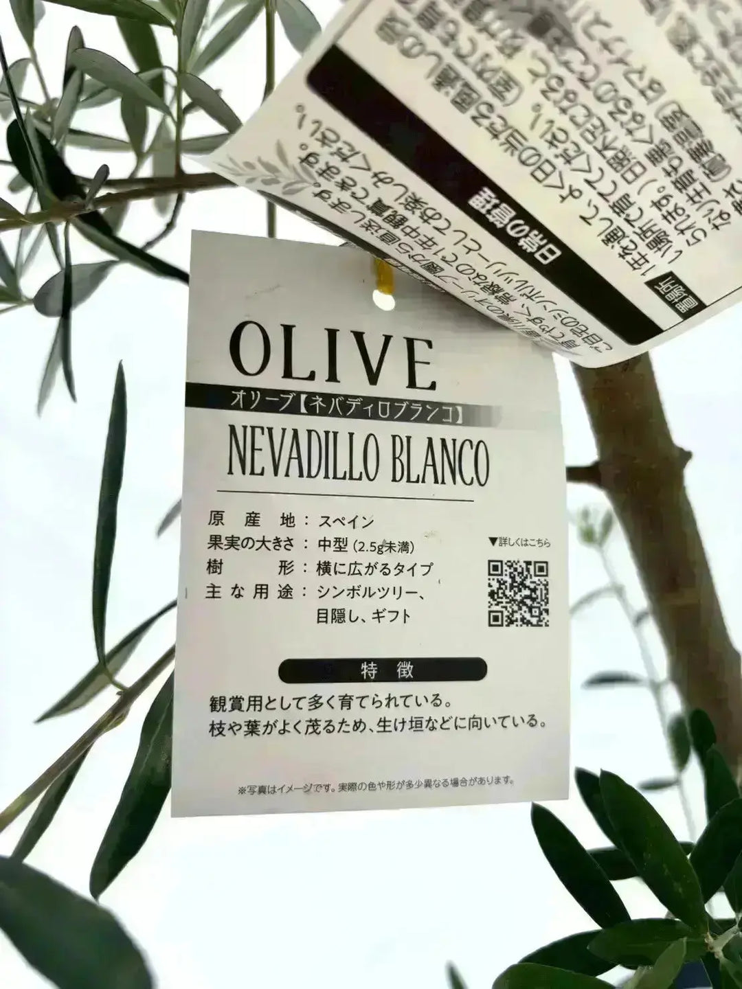 人気・開帳型】ネバディロブランコ（オリーブの木）〈古木〉｜約