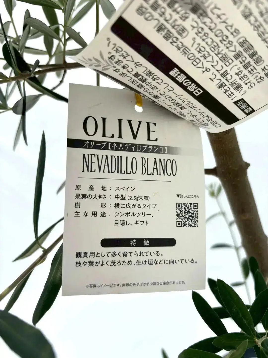 NEW【人気・開帳型】ネバディロブランコ（オリーブの木）〈初心者向き