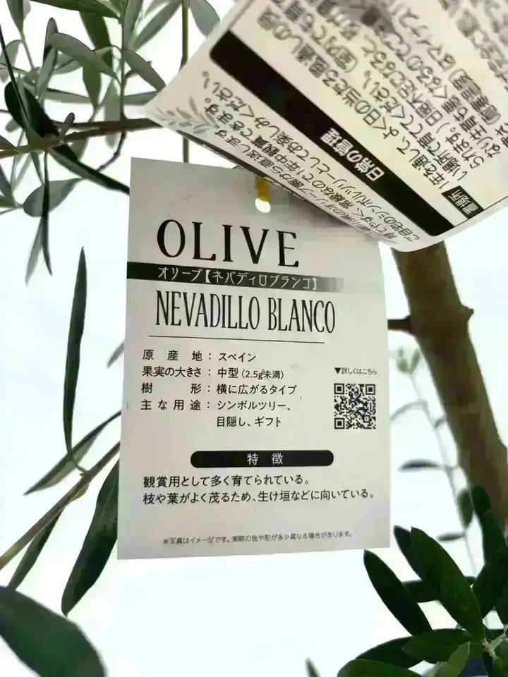 法人限定】ネバディロブランコ（オリーブの木）｜XL｜NO.1843｜約210cm