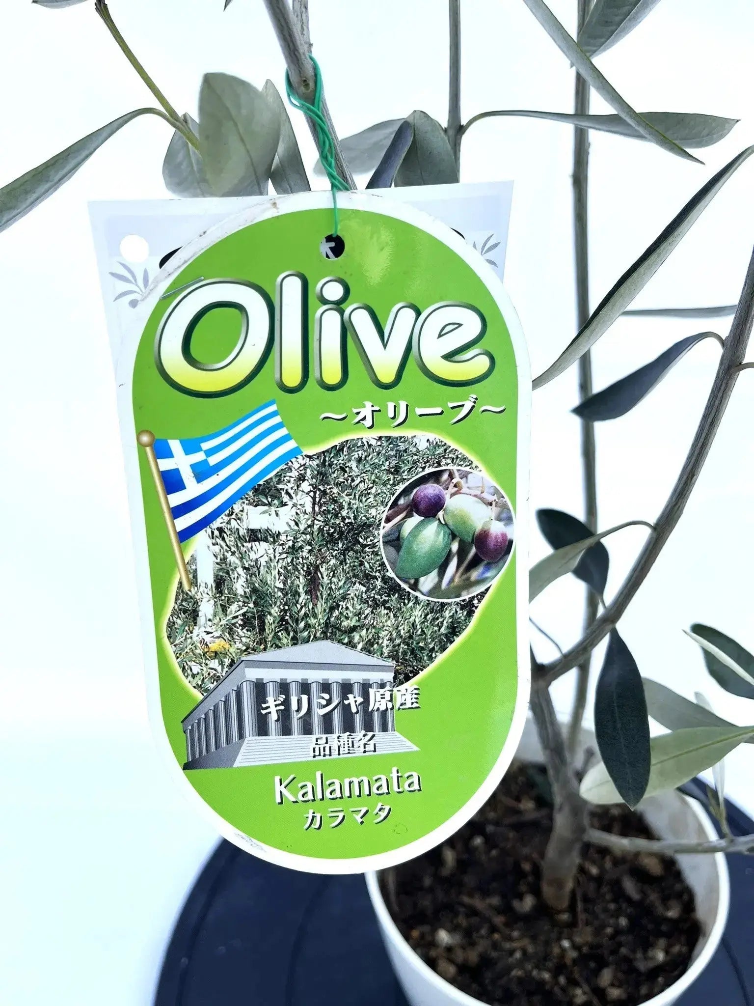NEWカラマタ（オリーブの木）｜XSサイズ｜NO.10818｜約85cm｜希少