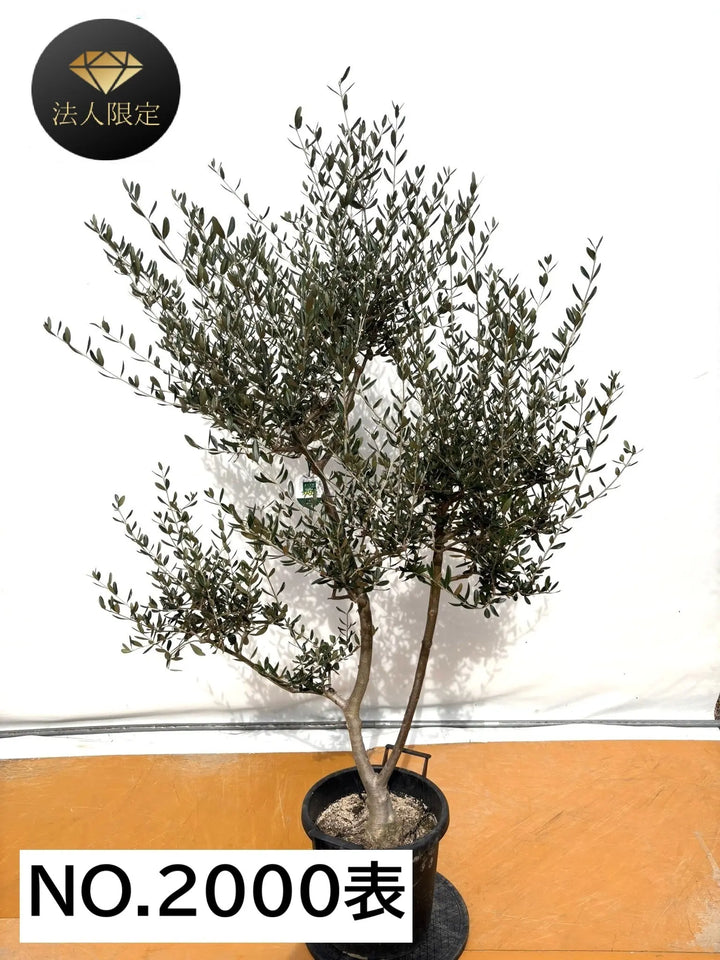 NEW【法人限定】ルッカ（オリーブの木）｜XLサイズ｜NO.2000｜約200cm