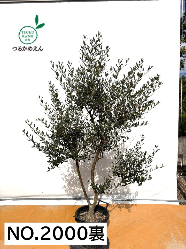 NEW【法人限定】ルッカ（オリーブの木）｜XLサイズ｜NO.2000｜約200cm