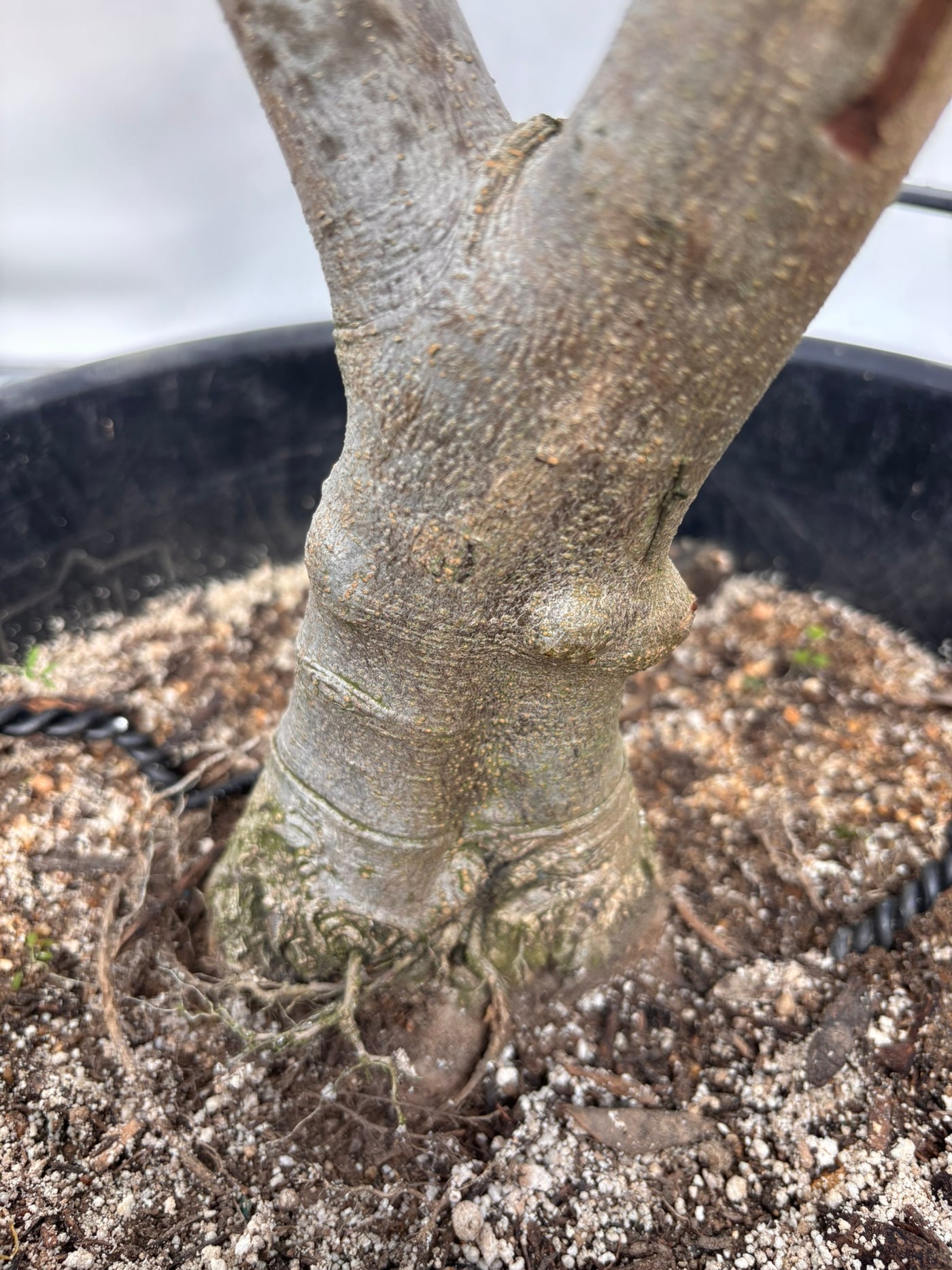 NEW【法人限定】ルッカ（オリーブの木）｜XLサイズ｜NO.2000｜約200cm｜人気・寒冷地OK