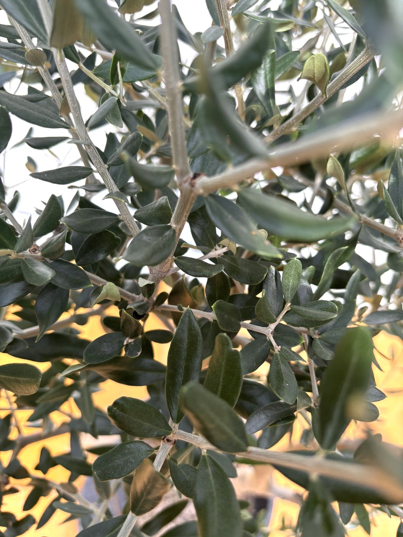 NEW【法人限定】ルッカ（オリーブの木）｜XLサイズ｜NO.2000｜約200cm｜人気・寒冷地OK