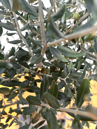 NEW【法人限定】ルッカ（オリーブの木）｜XLサイズ｜NO.2000｜約200cm｜人気・寒冷地OK