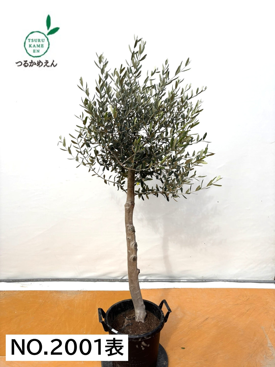 NEWルッカ（オリーブの木）｜XLサイズ｜No.2001｜約180cm｜人気・寒冷