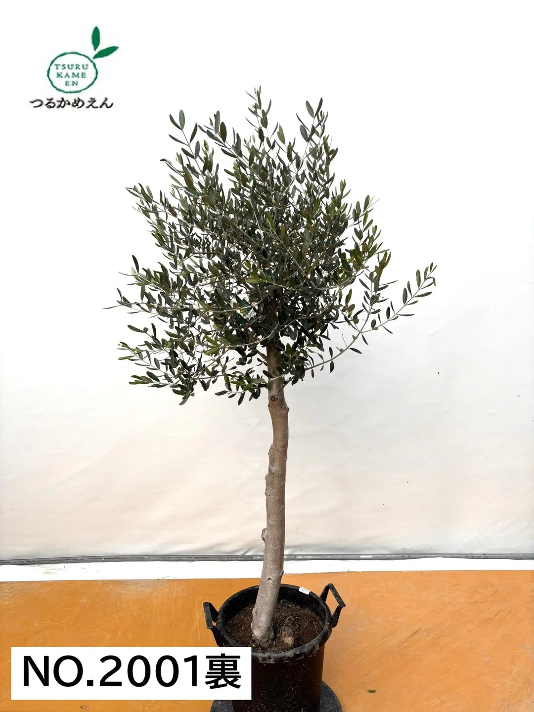 NEWルッカ（オリーブの木）｜XLサイズ｜No.2001｜約180cm｜人気・寒冷