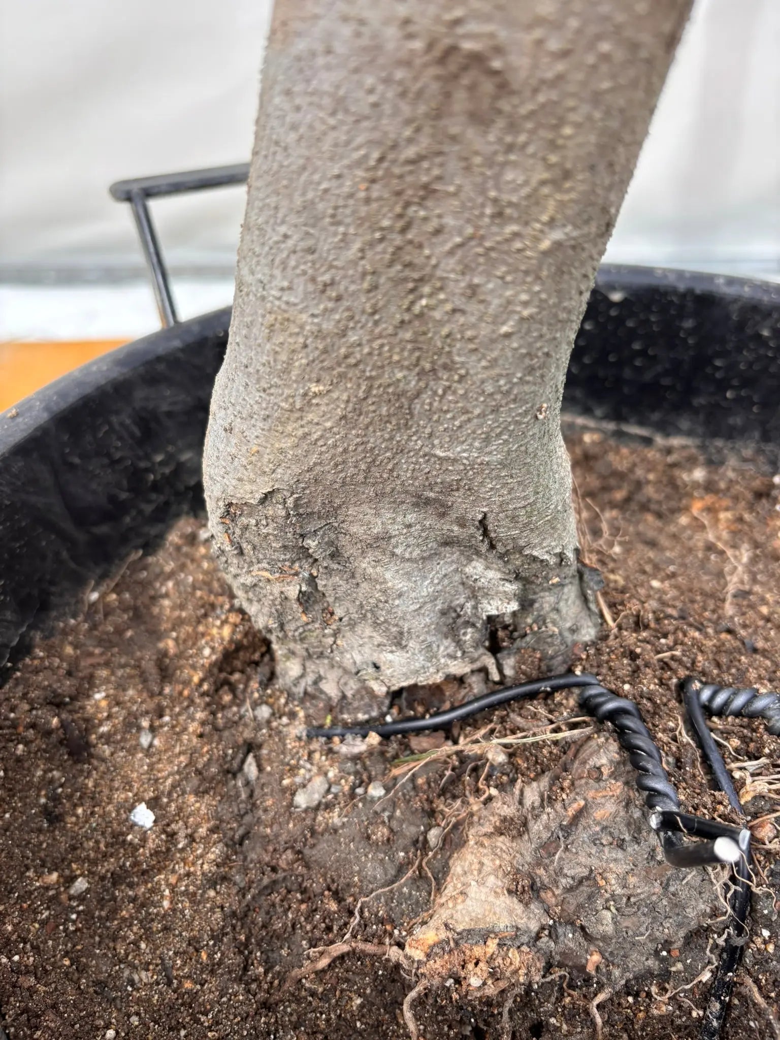 NEWルッカ（オリーブの木）｜XLサイズ｜No.2001｜約180cm｜人気・寒冷