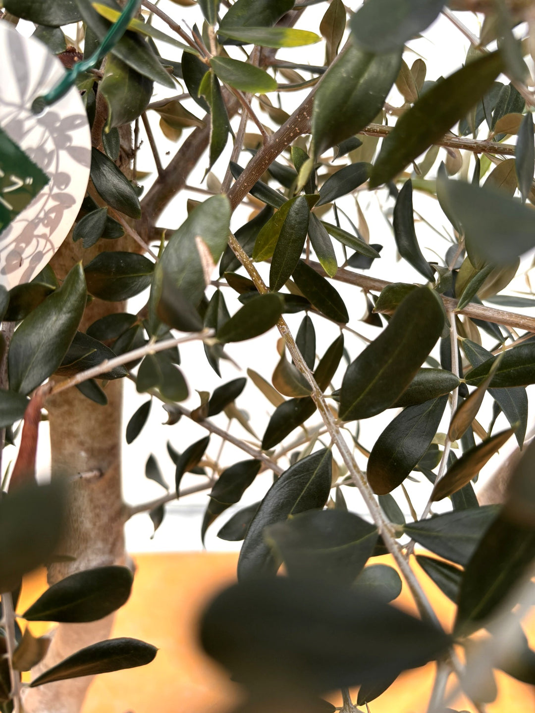 NEWルッカ（オリーブの木）｜XLサイズ｜No.2001｜約180cm｜人気・寒冷