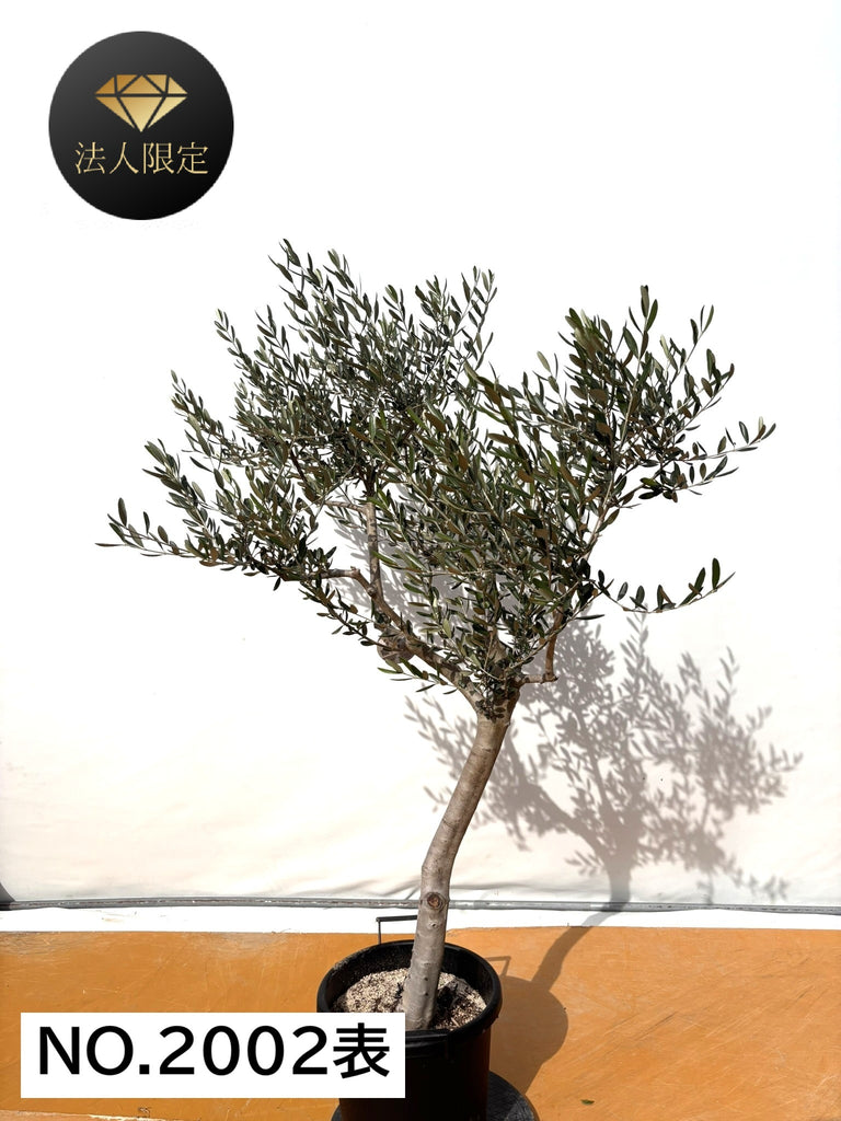NEW【法人限定】ルッカ（オリーブの木）｜XLサイズ｜NO.2002｜約170cm