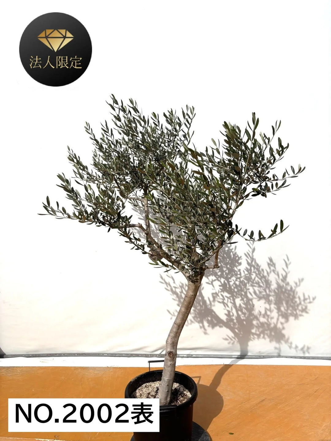 オリーブの木 ルッカ 7号 約140cm NO.663 人気品種 掲載 Amazon.co.jp: