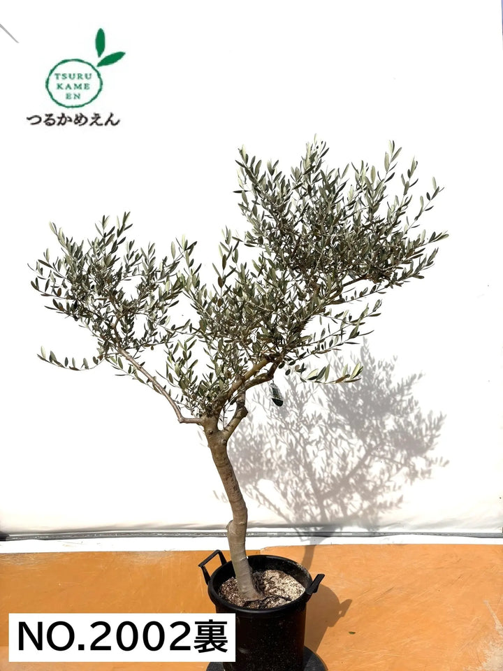 NEW【法人限定】ルッカ（オリーブの木）｜XLサイズ｜NO.2002｜約170cm