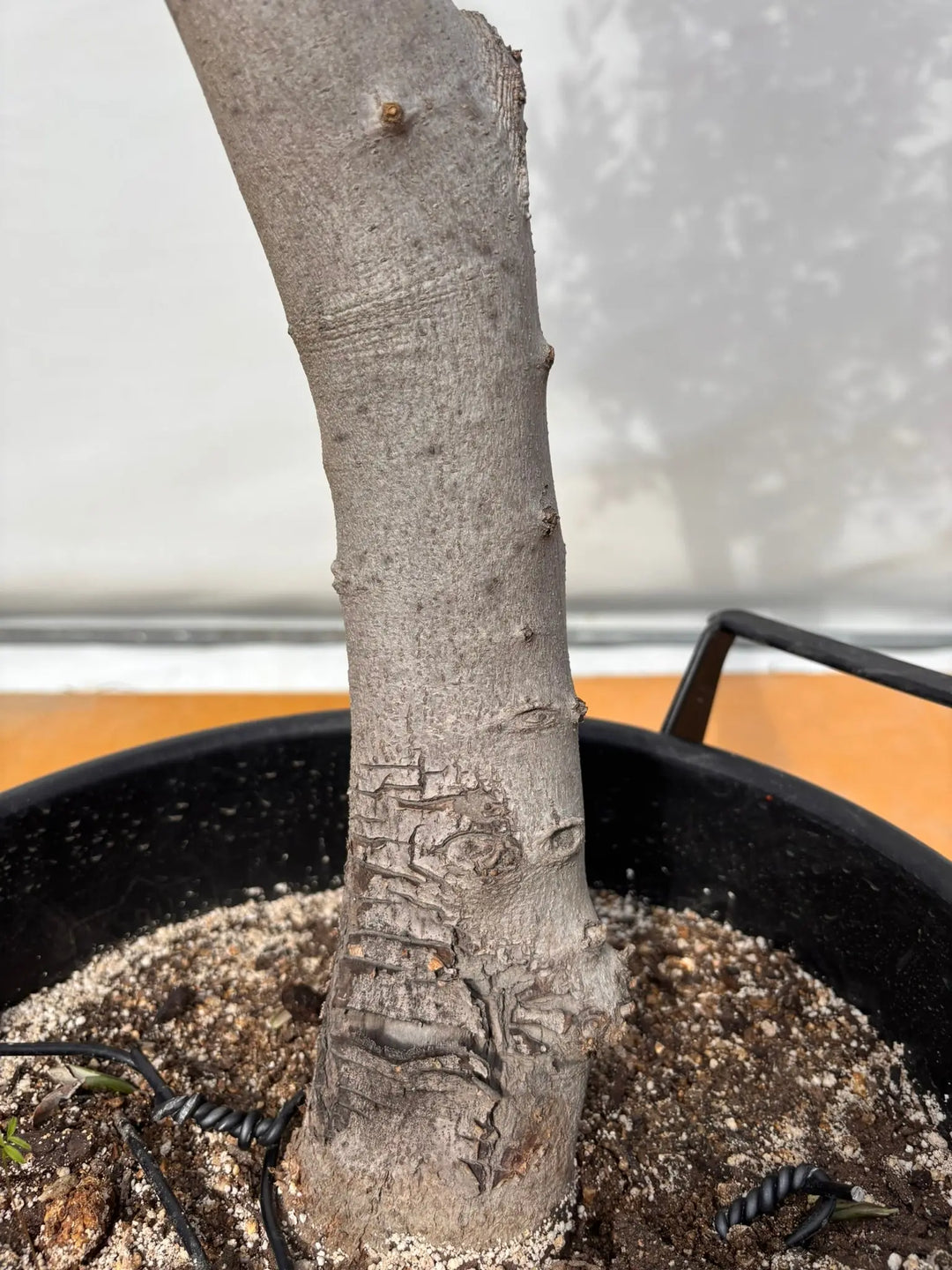 NEW【法人限定】ルッカ（オリーブの木）｜XLサイズ｜NO.2002｜約170cm