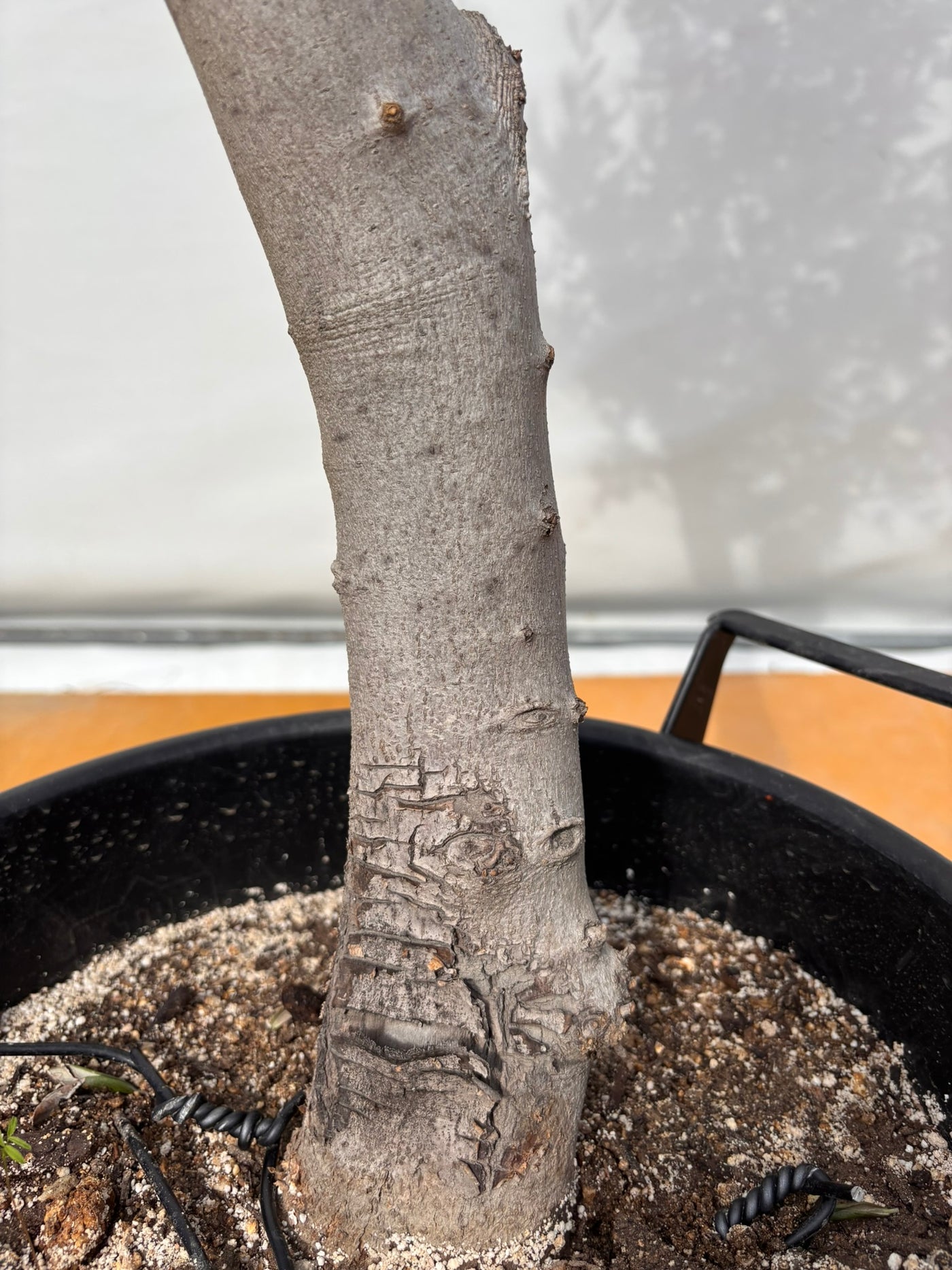 NEW【法人限定】ルッカ（オリーブの木）｜XLサイズ｜NO.2002｜約170cm｜人気・寒冷地OK