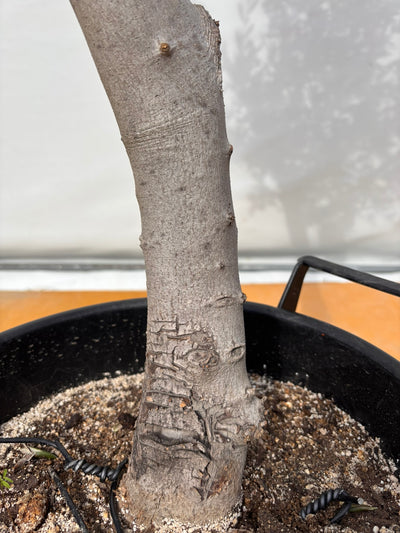 NEW【法人限定】ルッカ（オリーブの木）｜XLサイズ｜NO.2002｜約170cm｜人気・寒冷地OK