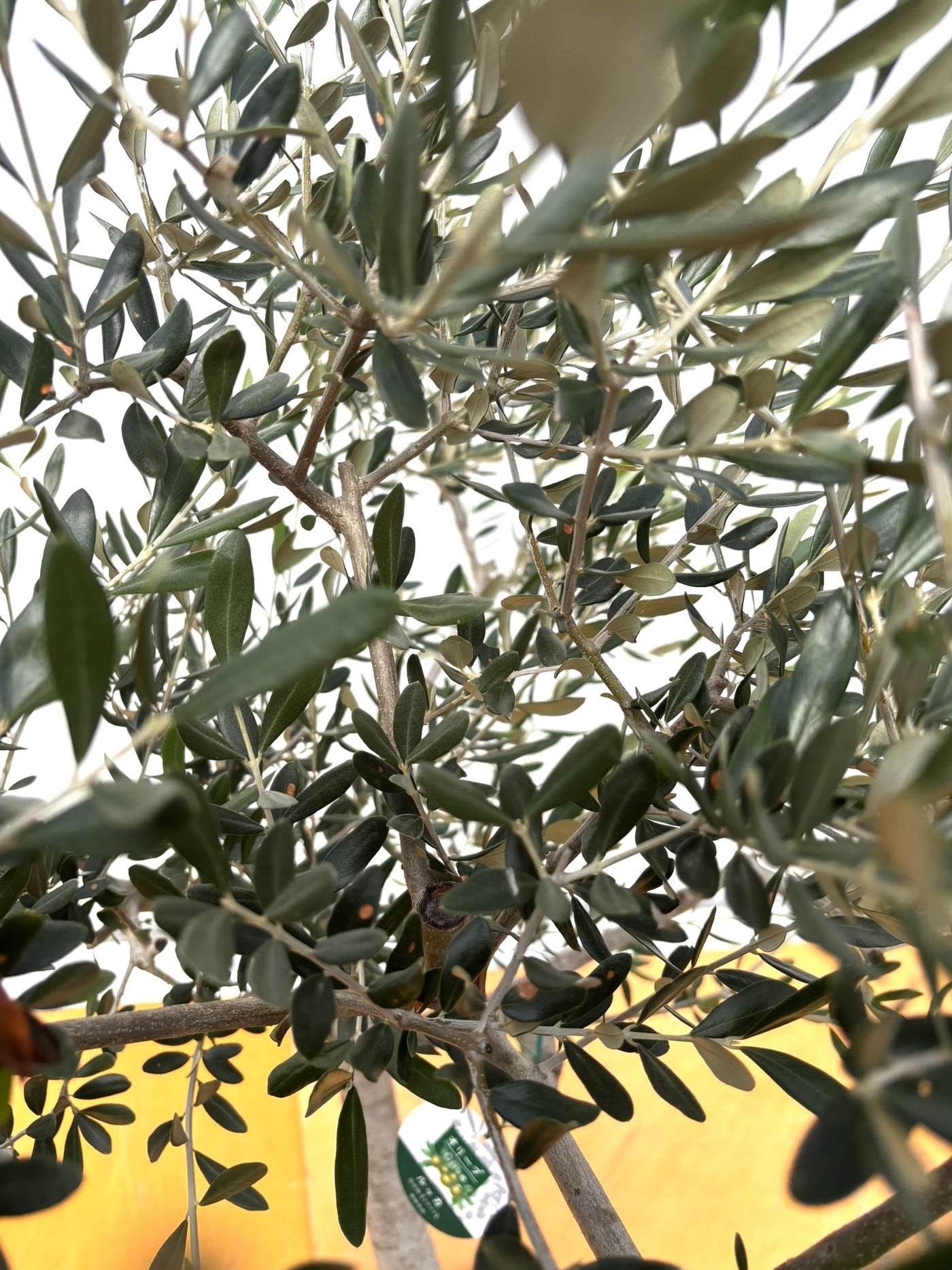 NEW【法人限定】ルッカ（オリーブの木）｜XLサイズ｜NO.2002｜約170cm｜人気・寒冷地OK