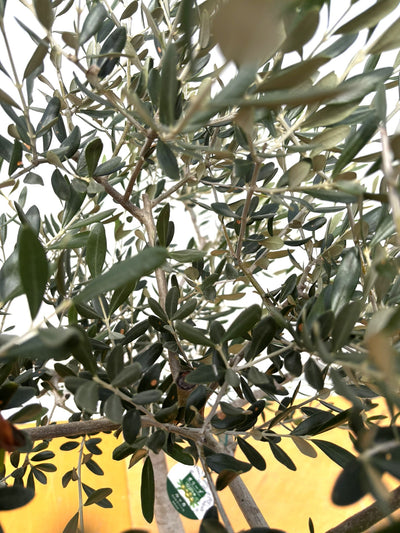 NEW【法人限定】ルッカ（オリーブの木）｜XLサイズ｜NO.2002｜約170cm｜人気・寒冷地OK