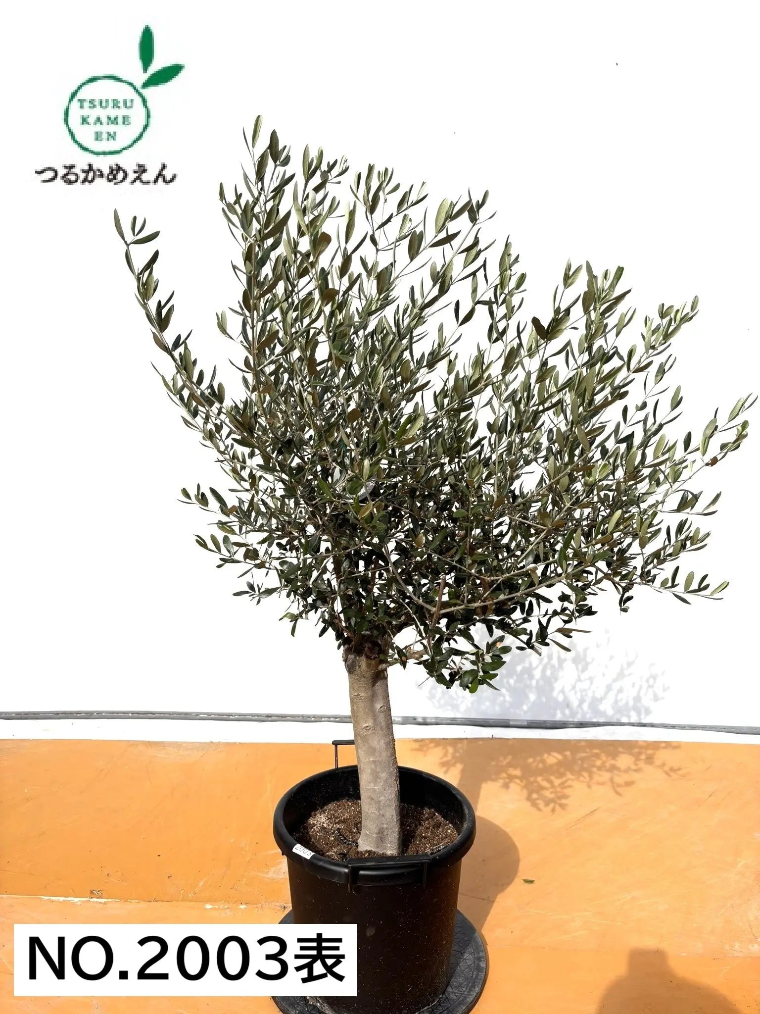 オリーブの木　ルッカ　約140cm　NO.2003　大型　人気品種　現品掲載 NEWルッカ（オリーブの木）｜XLサイズ｜No.2003｜約140cm｜人気・寒冷