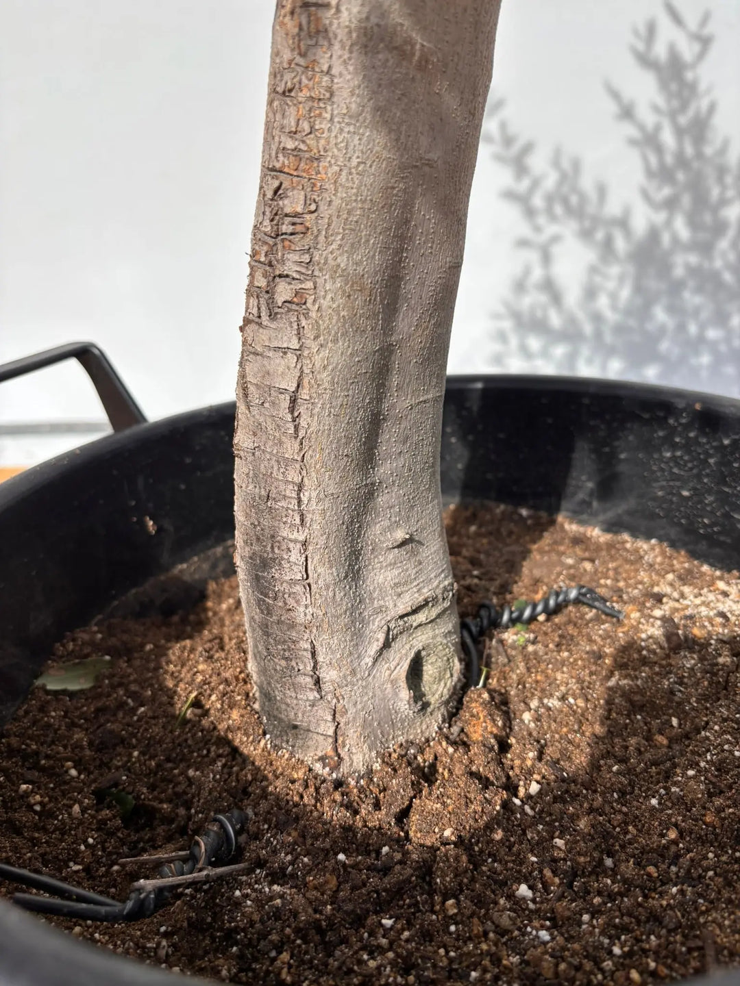 NEWルッカ（オリーブの木）｜XLサイズ｜No.2003｜約140cm｜人気・寒冷