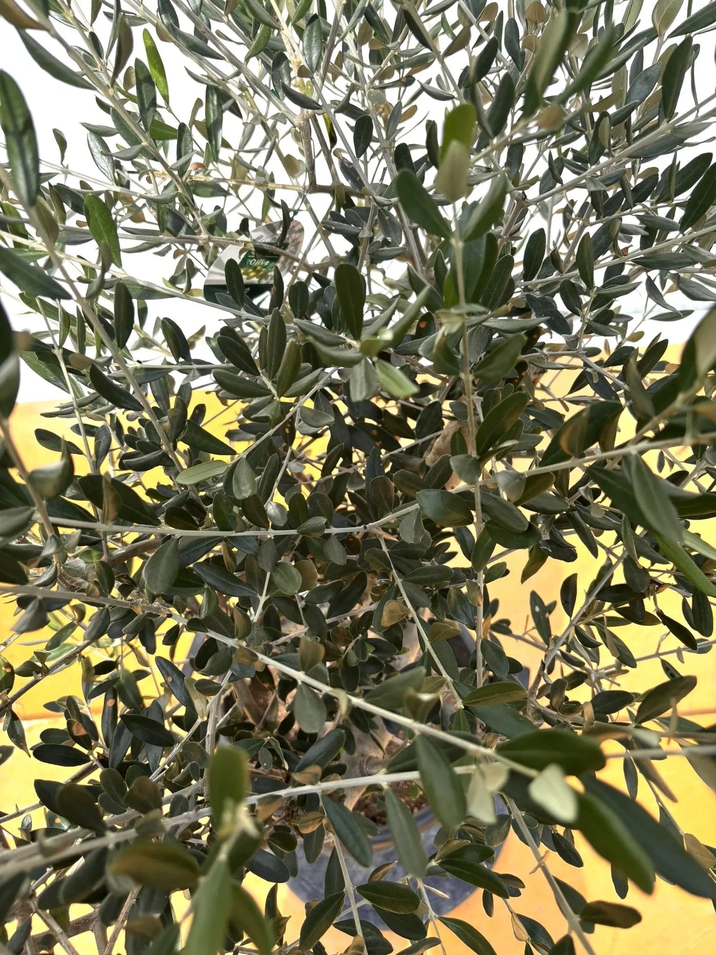 オリーブの木　ルッカ　約140cm　NO.2003　大型　人気品種　現品掲載 NEWルッカ（オリーブの木）｜XLサイズ｜No.2003｜約140cm｜人気・寒冷