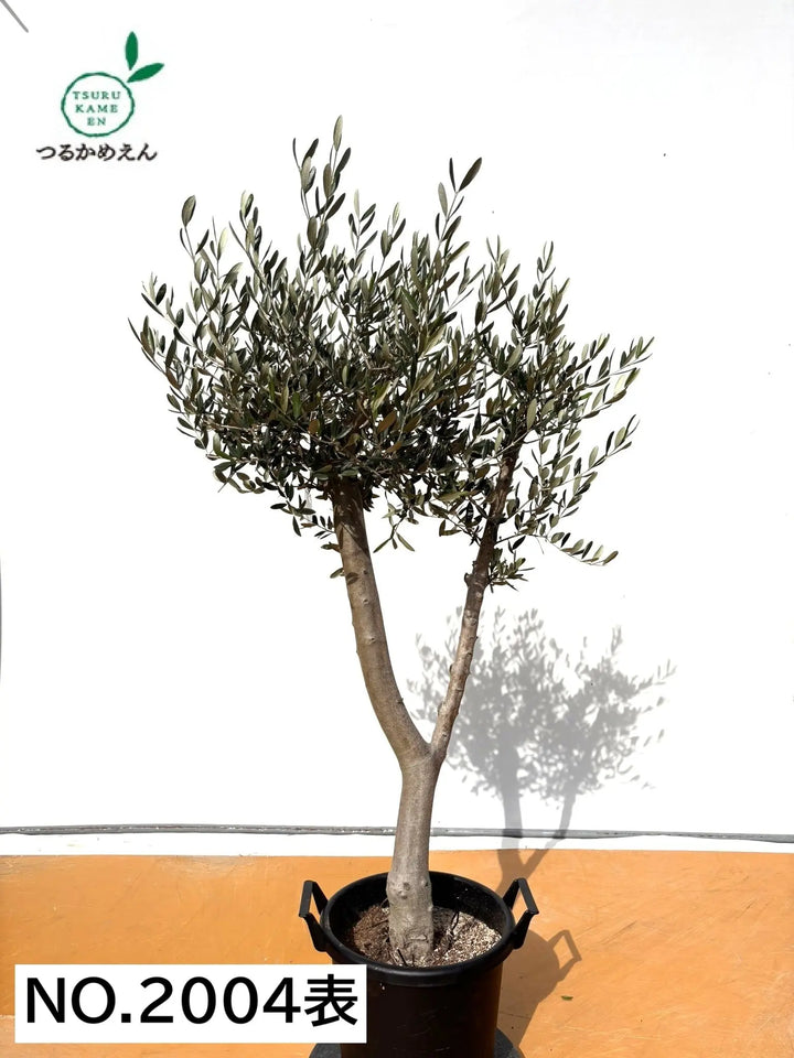 NEWルッカ（オリーブの木）｜XLサイズ｜No.2004｜約160cm｜人気・寒冷