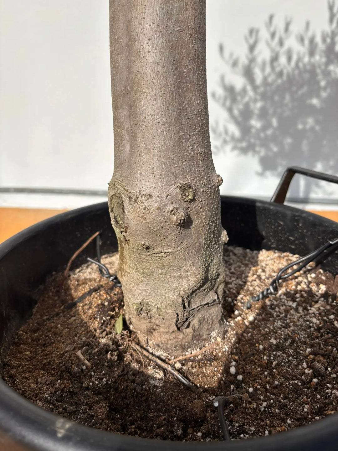 NEWルッカ（オリーブの木）｜XLサイズ｜No.2004｜約160cm｜人気・寒冷