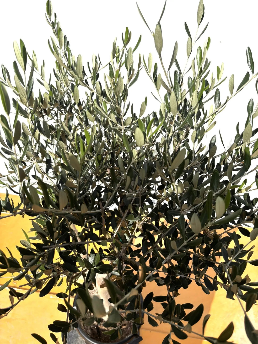 NEWルッカ（オリーブの木）｜XLサイズ｜No.2004｜約160cm｜人気・寒冷