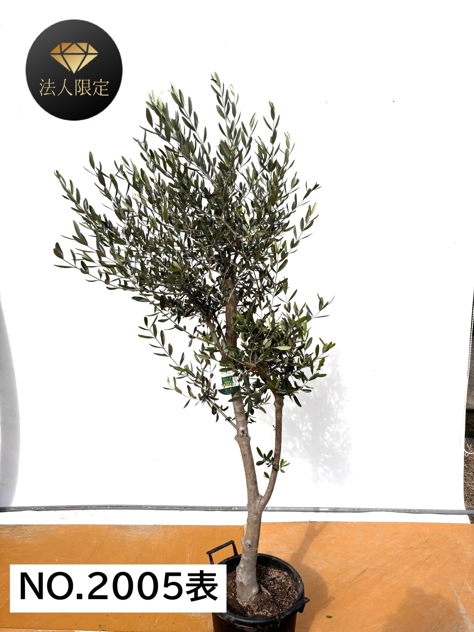NEW【法人限定】ルッカ（オリーブの木）｜XLサイズ｜NO.2005｜約200cm