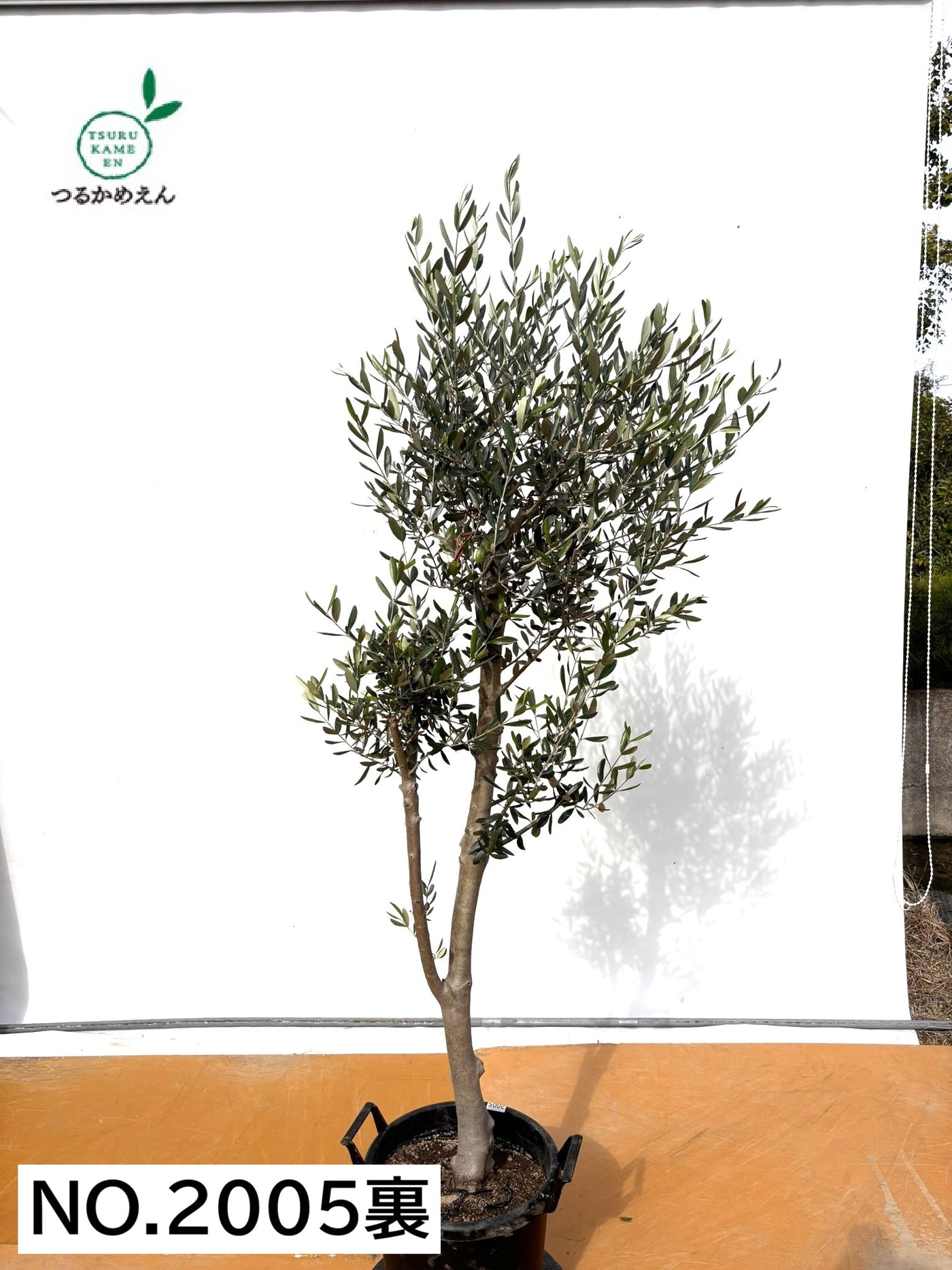 NEW【法人限定】ルッカ（オリーブの木）｜XLサイズ｜NO.2005｜約200cm｜人気・寒冷地OK