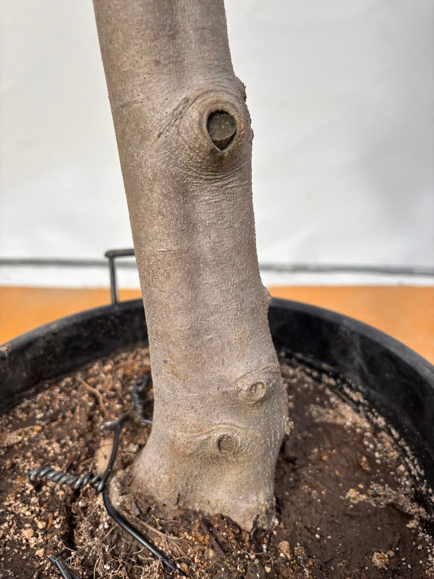 NEW【法人限定】ルッカ（オリーブの木）｜XLサイズ｜NO.2005｜約200cm｜人気・寒冷地OK