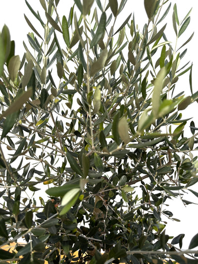 NEW【法人限定】ルッカ（オリーブの木）｜XLサイズ｜NO.2005｜約200cm｜人気・寒冷地OK