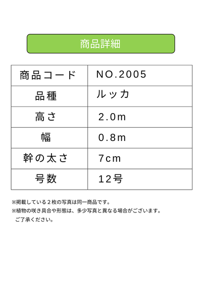 NEW【法人限定】ルッカ（オリーブの木）｜XLサイズ｜NO.2005｜約200cm｜人気・寒冷地OK