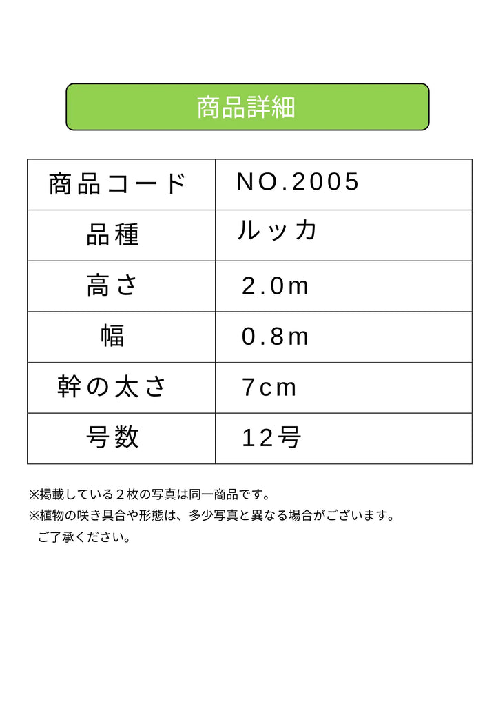 XLサイズ確認用 NEW【法人限定】ルッカ（オリーブの木）｜XLサイズ｜NO.2005｜約200cm
