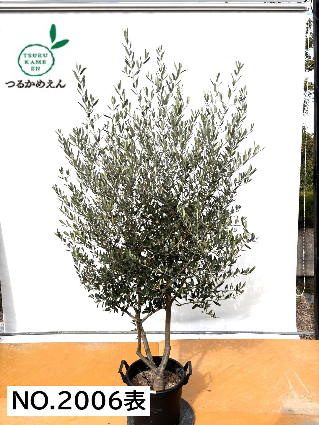 NEWルッカ（オリーブの木）｜XLサイズ｜No.2006｜約210cm｜人気・寒冷